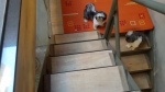 Cacau e Tchuca Maria se aventurando na escada!