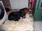 Lola dormindo na cama com a Nina e Murphy!
