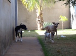 Nina observa Lili e Jully correndo pelo quintal...