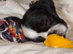 A Yves dorme junto com os brinquedos...