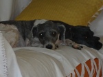 Kika e Cuca descansam um pouco no sofá!!!