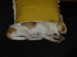 Olha o sono da Uriel... que paz maravilhosa :)