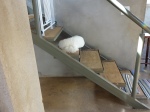 ... e o Rag também, que adora dormir na escada.